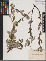 Foto von Salix aurita L. x Salix caprea L. x Salix repens L.